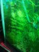 Low tech Aquarium Plants